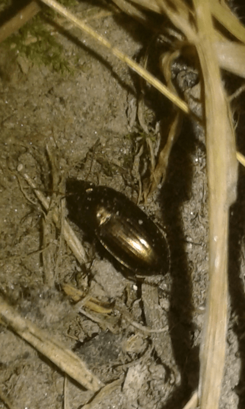 Carabidae : Amara sp.? s, Amara aenea